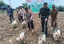 Kapolres Serang, AKBP Condro Sasongko melakukan penanaman jagung serentak. Foto: Yono