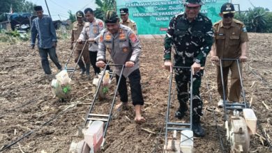 Kapolres Serang, AKBP Condro Sasongko melakukan penanaman jagung serentak. Foto: Yono