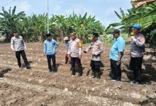 Kapolres Serang, AKBP Condro Sasongko meninjau lahan calon perkebunan jagung. Foto: Yono
