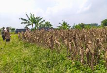 Tanaman jagung yang siap dipanen. Foto: Yono
