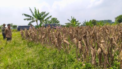 Tanaman jagung yang siap dipanen. Foto: Yono