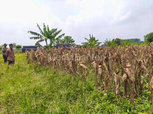 Tanaman jagung yang siap dipanen. Foto: Yono