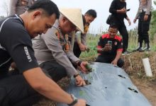 Kapolres Serang, AKBP Condro Sasongko menanam bibit buah melon di Rancasumur. Foto: Yono