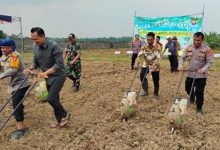 Kapolres Serang, AKBP Condro Sasongko melakukan penanaman jagung di Cidahu. Foto: Yono