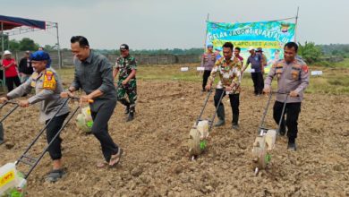 Kapolres Serang, AKBP Condro Sasongko melakukan penanaman jagung di Cidahu. Foto: Yono