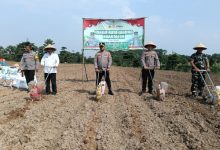Kapolres Serang, AKBP Condro Sasongko tanam raya jagung kuartal III di Cemplang. foto: Yono