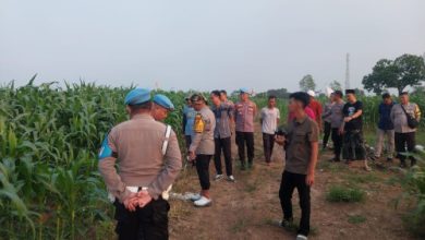 Kapolres Serang, AKBP Condro Sasongko meninjau tanaman jagung di Desa Mekarbaru. Foto: Yono