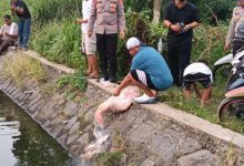 Kapolres Serang, AKBP Condro Sasongko tebar benih ikan nila merah. Foto: Yono