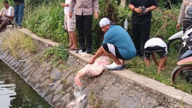 Kapolres Serang, AKBP Condro Sasongko tebar benih ikan nila merah. Foto: Yono
