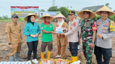 Polsek Cikande dan Bumdes Ketos melakukan penanaman jagung di lahan 1 hektar. Foto: Yono