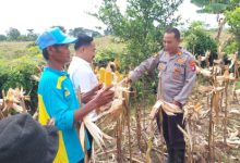 Kapolsek Pamarayan, Yusuf Ependi bersama petani panen jagung. Foto Yono