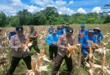Kapolsek Pamarayan, AKP Yusuf Ependi tengah panen jagung. Foto: Yono