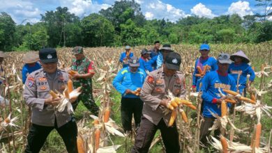Kapolsek Pamarayan, AKP Yusuf Ependi tengah panen jagung. Foto: Yono