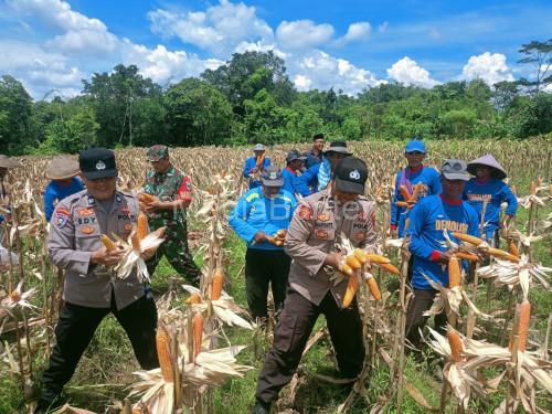 Kapolsek Pamarayan, AKP Yusuf Ependi tengah panen jagung. Foto: Yono