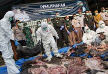 Pemusnahan daging 3,6 ton tanpa dokumen resmi di Merak. Foto Antara