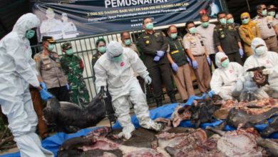 Pemusnahan daging 3,6 ton tanpa dokumen resmi di Merak. Foto Antara