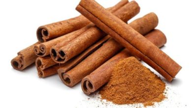 Kayu manis atau Cinnamomun SPP. Foto: Istimewa