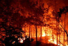Ilustrasi kebakaran hutan. Foto: Istimewa