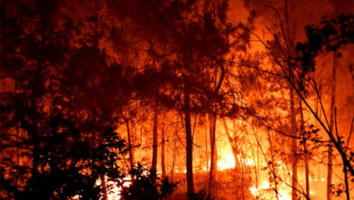 Ilustrasi kebakaran hutan. Foto: Istimewa