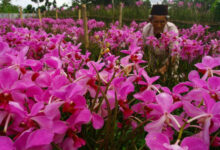 Kebun Bunga Anggrek di Tangerang Selatan. Foto: Istimewa