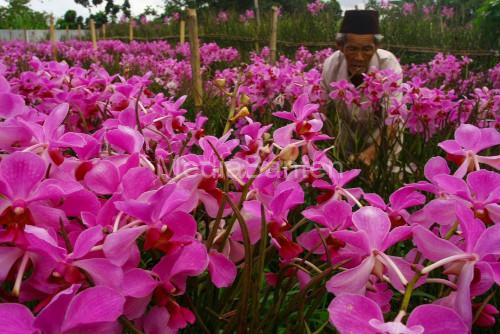 Kebun Bunga Anggrek di Tangerang Selatan. Foto: Istimewa