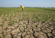 Ilustrasi kekeringan ekstrim. Foto: Istimewa