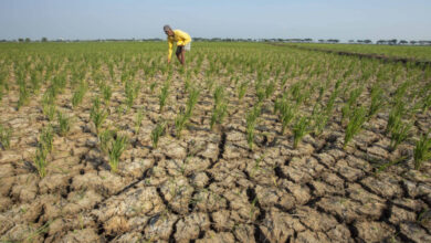 Ilustrasi kekeringan ekstrim. Foto: Istimewa