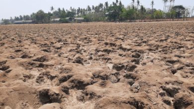 Kekeringan di wilayah Tangerang. Foto Antara