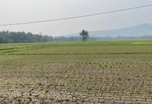 Kekeringan sawah di Kabupaten Serang. Foto Antara