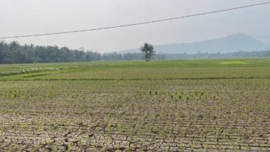 Kekeringan sawah di Kabupaten Serang. Foto Antara