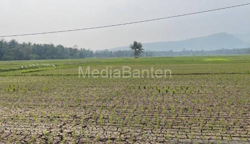 Kekeringan sawah di Kabupaten Serang. Foto Antara