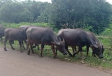 Ternak Kerbau di Lebak. Foto: Istimewa