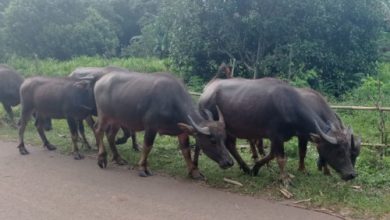 Ternak Kerbau di Lebak. Foto: Istimewa