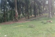 Tanaman yang rusak oleh hamba babi hutan dan monyet liar di Lebak. Foto: Antara