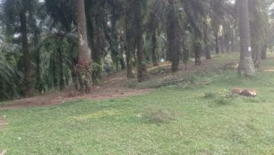 Tanaman yang rusak oleh hamba babi hutan dan monyet liar di Lebak. Foto: Antara