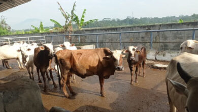 Hewan kurban di salah satu lapak di Lebak. Foto: LKBN Antara