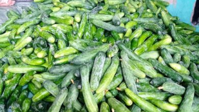 Ketimun produksi Lebak. Foto: Antara