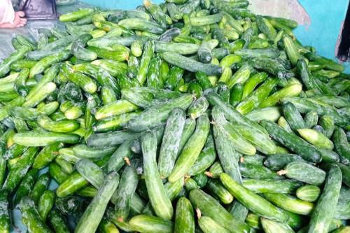 Ketimun produksi Lebak. Foto: Antara