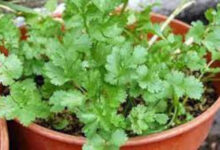 Tanaman Ketumbar di pot atau Polybag. foto: Istimewa