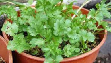 Tanaman Ketumbar di pot atau Polybag. foto: Istimewa