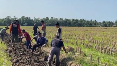 KKN Kelompok 19 Unma melakukan normalisasi irigasi di Desa Weru. Foto Nana