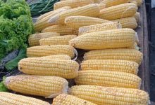 Komoditas jagung. Foto: Antara