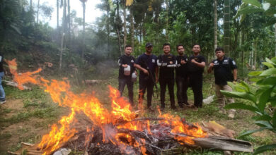 Temuan ladang ganja di Aceh Utara. Foto: Yono