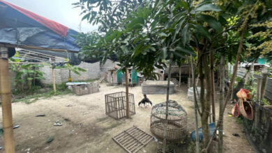 Lapak judi sabung ayam di Ciruas yang digerbek polisi. Foto: Yono