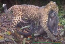 Macan tutul jawa di TNUK Ujung Kulon. Foto TNUK Ujung Kulon