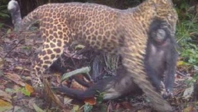 Macan tutul jawa di TNUK Ujung Kulon. Foto TNUK Ujung Kulon