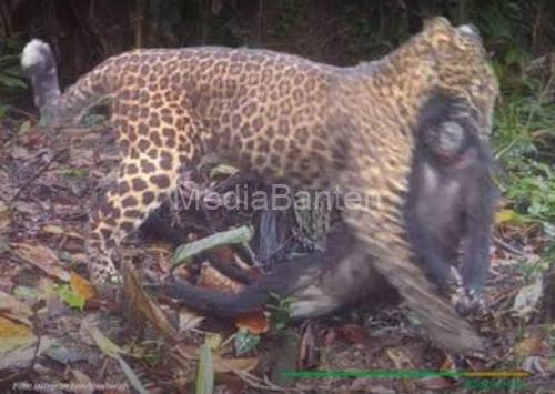 Macan tutul jawa di TNUK Ujung Kulon. Foto TNUK Ujung Kulon