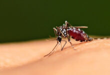 Nyamuk penyebar penyakit malaria. Foto: Alodokter.com