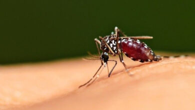 Nyamuk penyebar penyakit malaria. Foto: Alodokter.com
