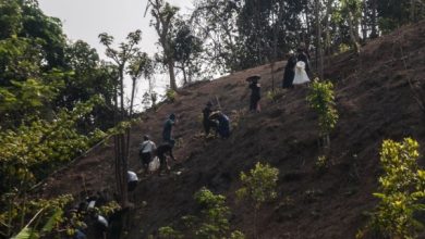 Petani Baduy tengah membersihkan ladang untuk ditanam padi huma. Foto: LKBN Antara